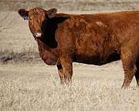 red-cattle-for-sale