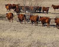 calf-cow-pairs-for-sale