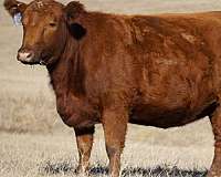 red-calf-cow-pairs-for-sale