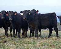 black-heifers-for-sale
