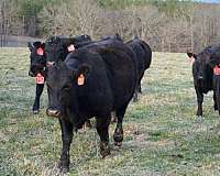 bred-heifer-for-sale