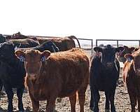 medium-red-cattle-for-sale