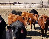 red-heifers-for-sale