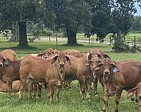 red-brahman-for-sale
