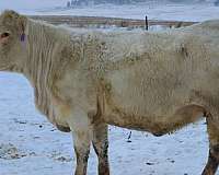 large-cows-for-sale