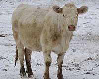 polled-cows-for-sale