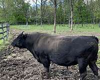 wagyu-for-sale