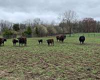 wagyu-heifers-for-sale