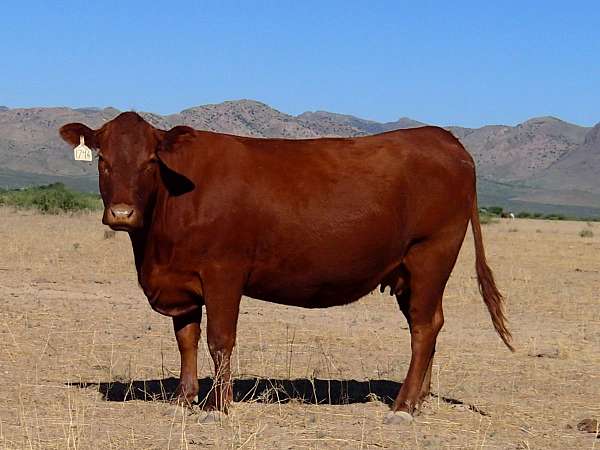 limousin-for-sale