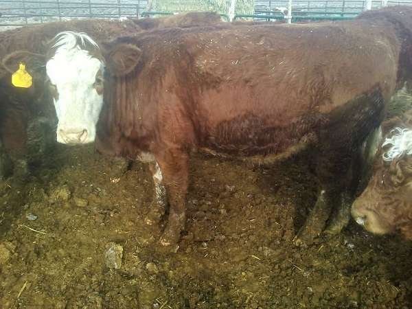 brown-simmental-for-sale