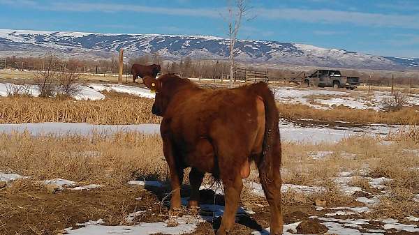 red-red-angus-for-sale