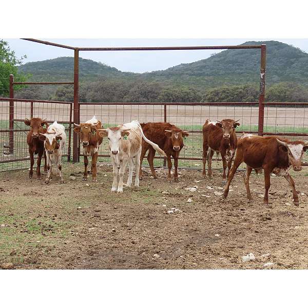white-horned-cattle-for-sale