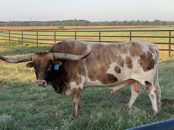 brown-horned-cattle-for-sale