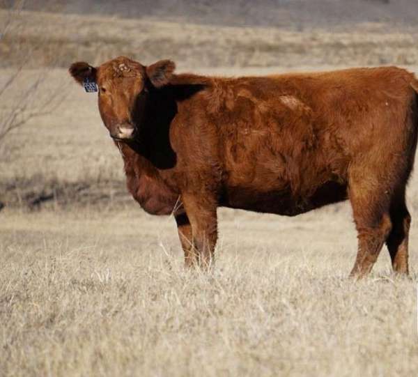 red-cattle-for-sale