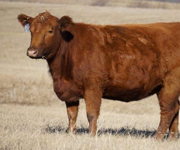 red-calf-cow-pairs-for-sale