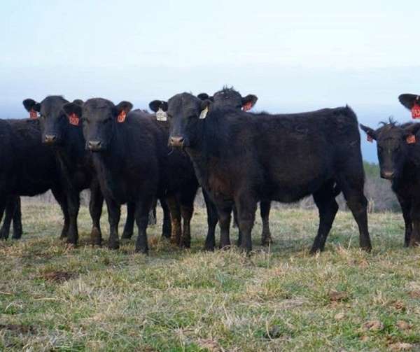 black-heifers-for-sale