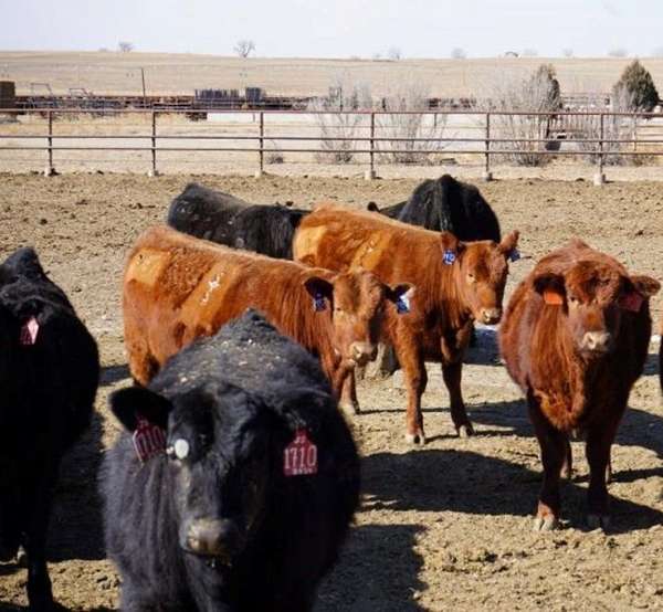 red-heifers-for-sale