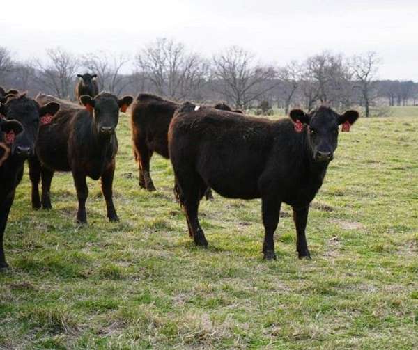 polled-angus-for-sale