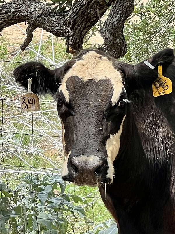 black-white-dehorned-cattle-for-sale