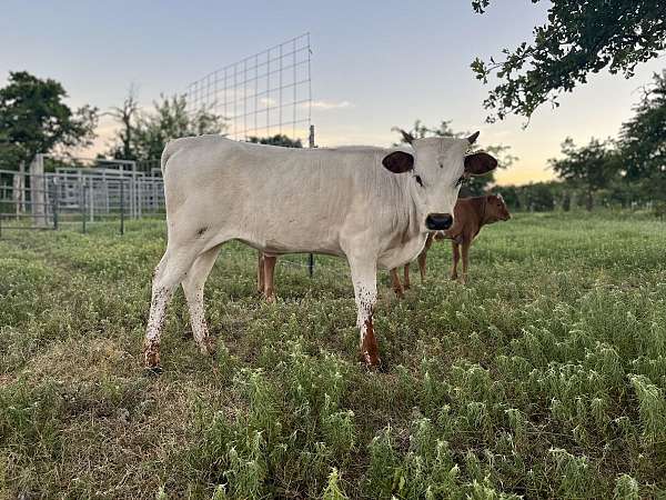 red-roan-white-horned-cattle-for-sale