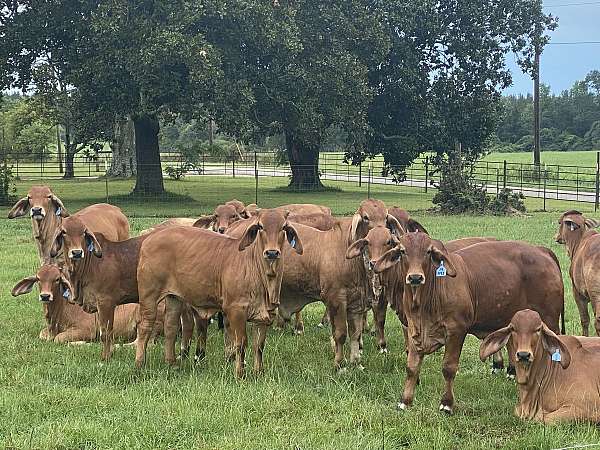 red-brahman-for-sale