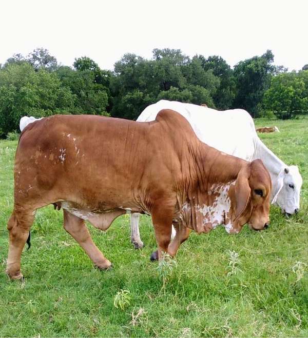 brahman-calf-cow-pairs-for-sale
