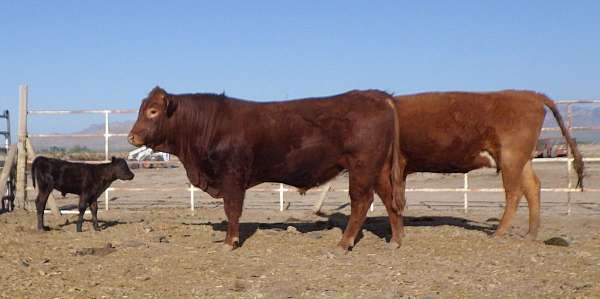 black-red-cows-for-sale