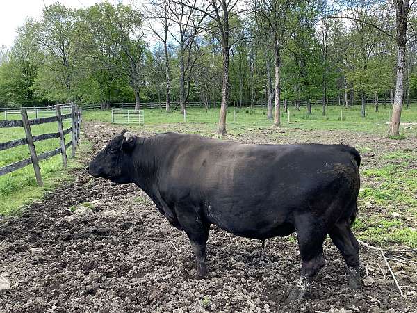 wagyu-for-sale