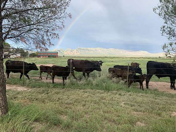 wagyu-calves-for-sale