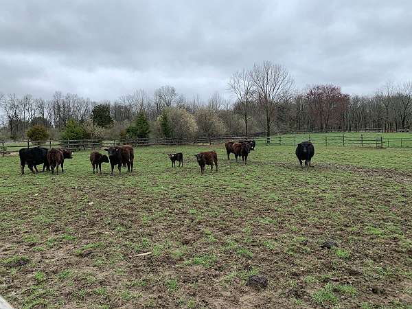 wagyu-heifers-for-sale