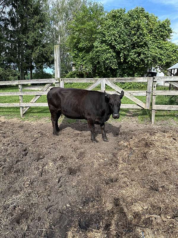 registered-angus-black-angus-for-sale