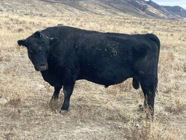 registered-vaccinated-bulls-for-sale