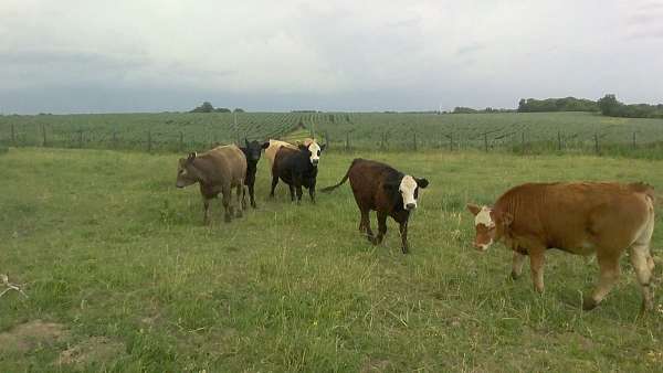 yellow-angus-for-sale