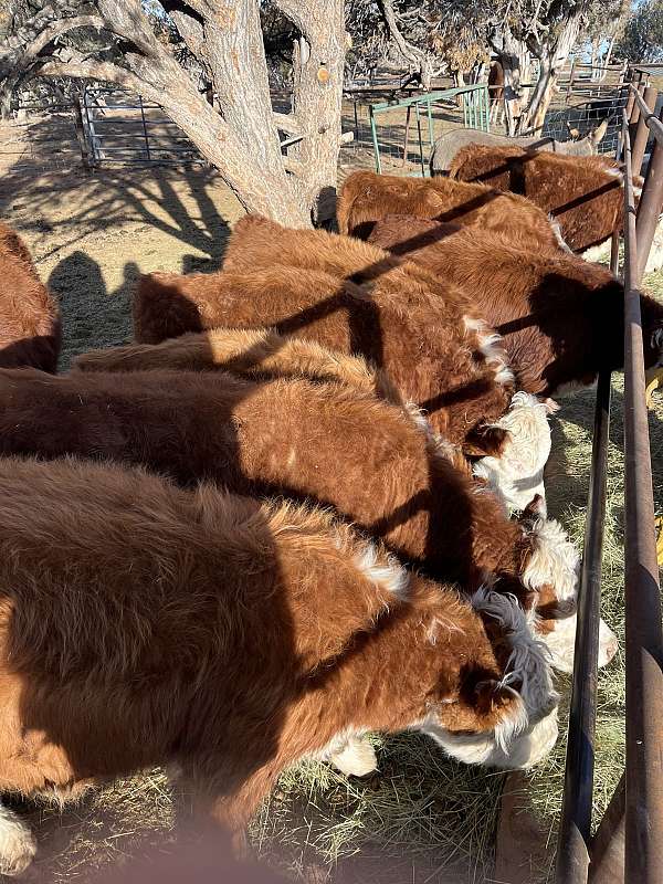 hereford-heifers-for-sale