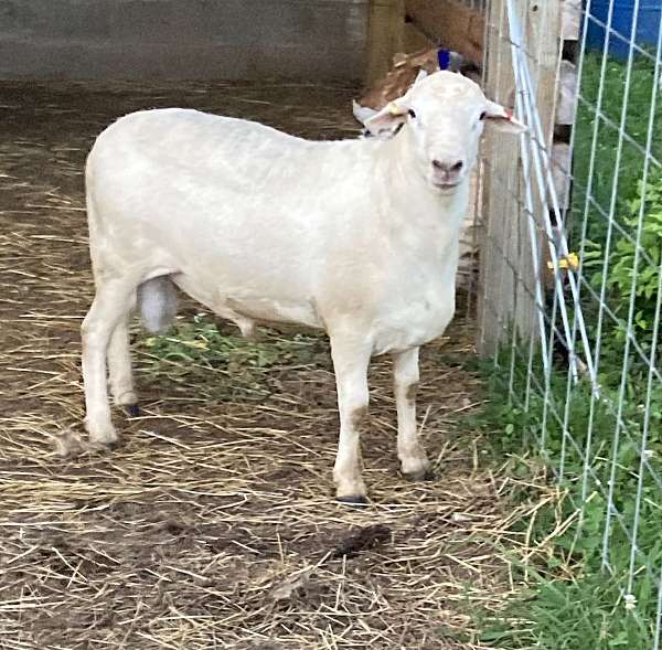 Australian White Rams