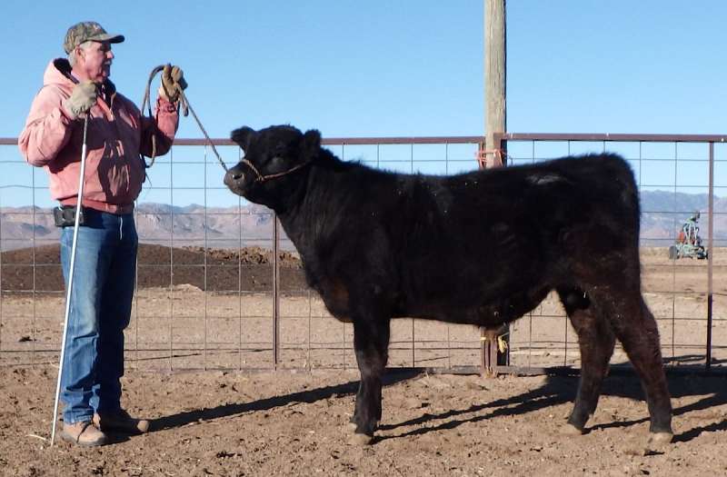 Lim Flex Cattle for Sale