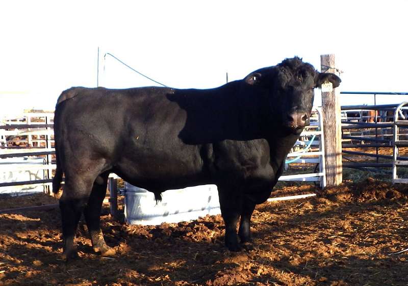 Angus Bulls For Sale