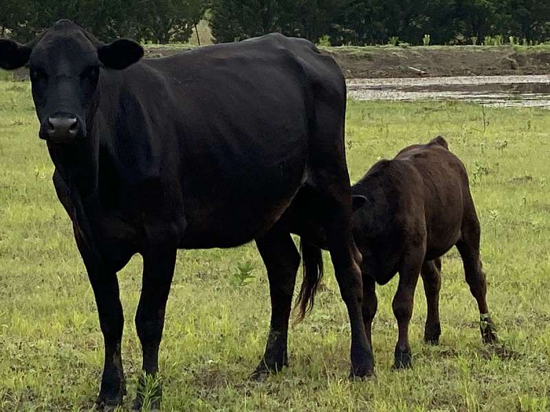Livestock for Sale