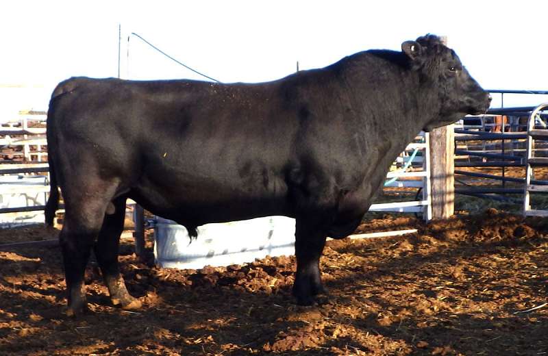 Angus Cattle for Sale in Arizona