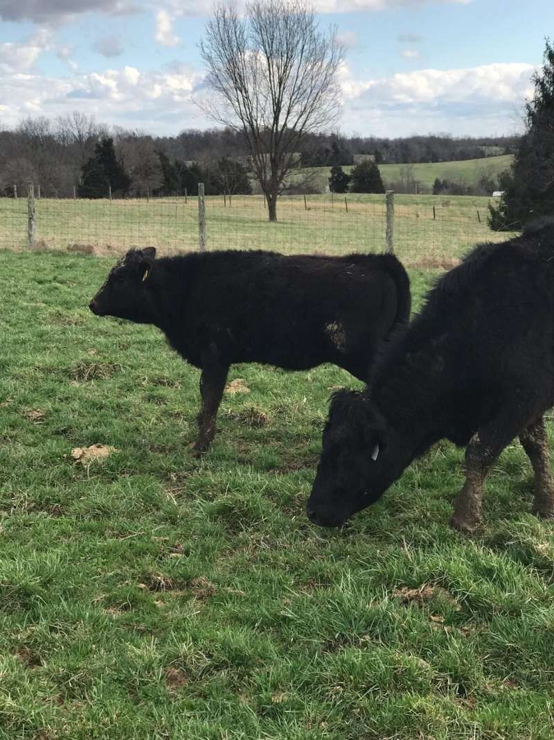 Balancer Cattle for Sale in Kentucky