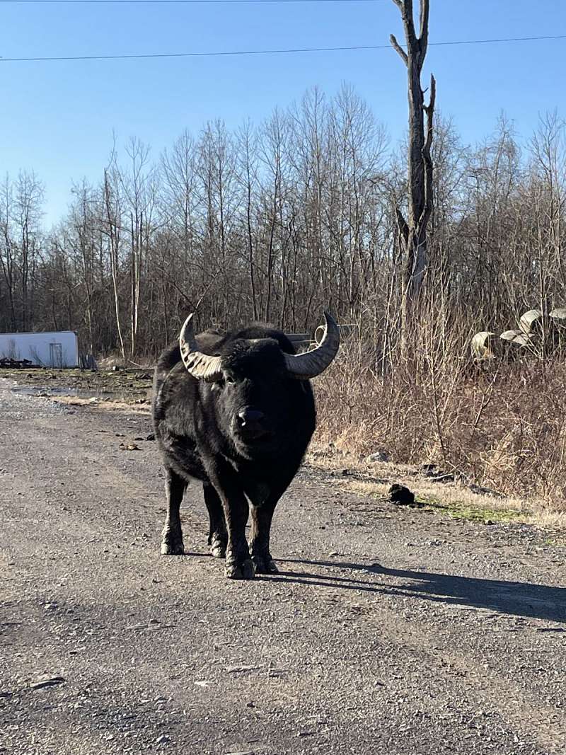 Bison Bulls for Sale