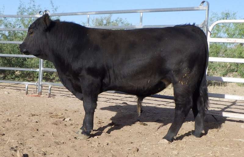 Lim Flex Cattle for Sale